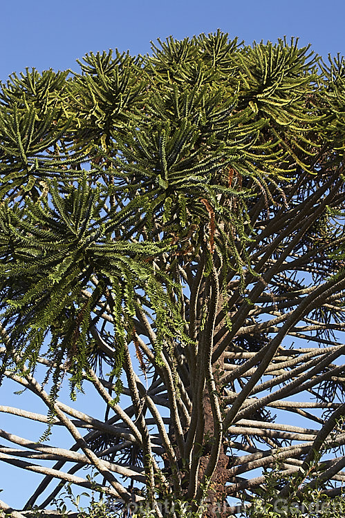 The upper branches of a very old specimen of the Bunya Bunya (<i>Araucaria bidwillii</i>). This 45m tall evergreen conifer, native to Queensland, Australia, is a near relative of the Monkey Puzzle Tree and Norfolk Island Pine. Order: Pinales, Family: Araucariaceae