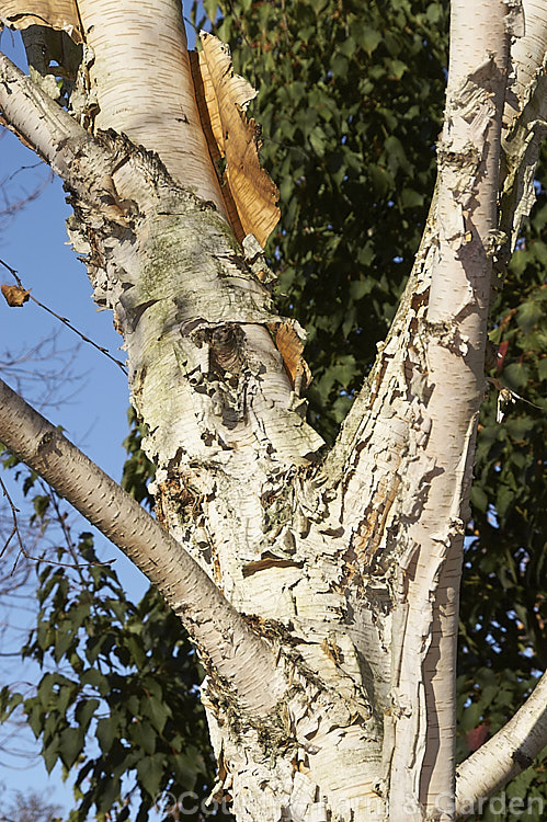 Betula 'Fetisowii', a Central Asian hybrid birch of unknown parentage. It is notable for it white bark, which peels away in large strips to reveal a warm pinkish-brown layer beneath. betula-2077htm'>Betula. <a href='betulaceae-plant-family-photoshtml'>Betulaceae</a>.