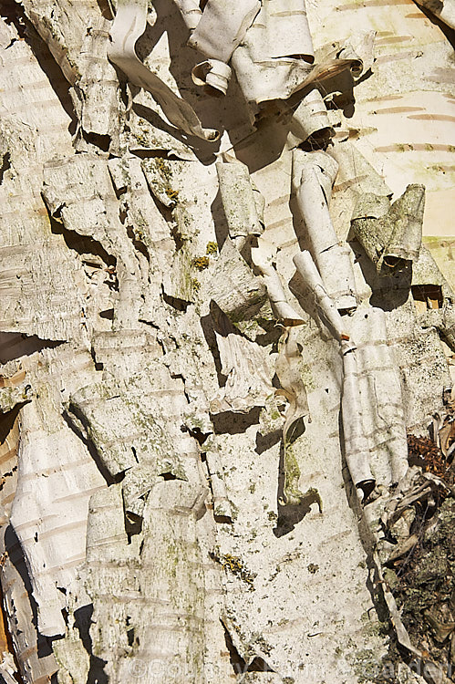 Betula 'Fetisowii', a Central Asian hybrid birch of unknown parentage. It is notable for it white bark, which peels away in large strips to reveal a warm pinkish-brown layer beneath. betula-2077htm'>Betula. <a href='betulaceae-plant-family-photoshtml'>Betulaceae</a>.