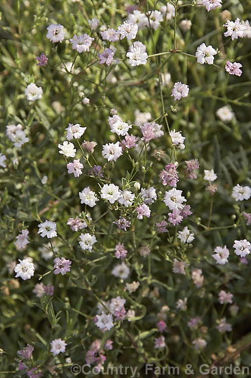Gypsophila paniculata 'Flamingo', a pink, double-flowered cultivar of a Baby's Breath, a hardy European and central Asian summer- and autumn-flowering perennial. Its delicate flower sprays last well when cut. Order: Caryophyllales, Family: Caryophyllaceae