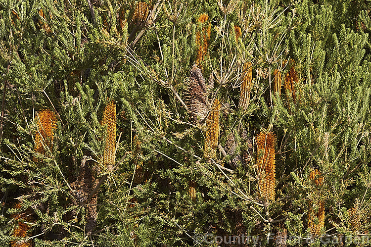 Heath-leafed. Banksia (<i>Banksia ericifolia</i>), one of the hardiest banksias, this narrow-leafed shrub grows to 5m tall and is found naturally in coastal parts of New South Wales, Australia. The flowerheads are up to 30cm long and open through the cooler months. Order: Proteales, Family: Proteaceae