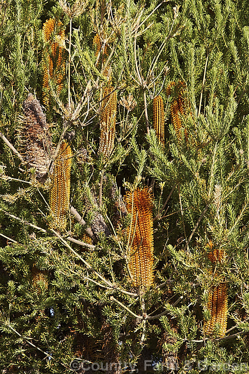 Heath-leafed. Banksia (<i>Banksia ericifolia</i>), one of the hardiest banksias, this narrow-leafed shrub grows to 5m tall and is found naturally in coastal parts of New South Wales, Australia. The flowerheads are up to 30cm long and open through the cooler months. Order: Proteales, Family: Proteaceae