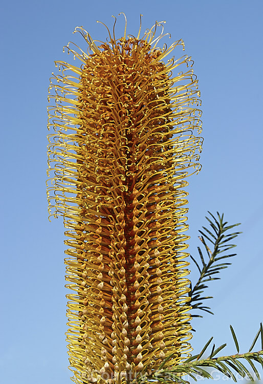 The flowerhead of the Heath-leafed. Banksia (<i>Banksia ericifolia</i>), one of the hardiest banksias, this narrow-leafed shrub grows to 5m tall and is found naturally in coastal parts of New South Wales, Australia. The flowerheads are up to 30cm long and open through the cooler months. Order: Proteales, Family: Proteaceae