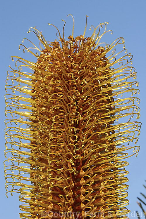 The top of the flowerhead of the Heath-leafed. Banksia (<i>Banksia ericifolia</i>), showing how the flowers open from the top down. One of the hardiest banksias, this narrow-leafed shrub grows to 5m tall and is found naturally in coastal parts of New South Wales, Australia. The flowerheads are up to 30cm long and open through the cooler months. Order: Proteales, Family: Proteaceae