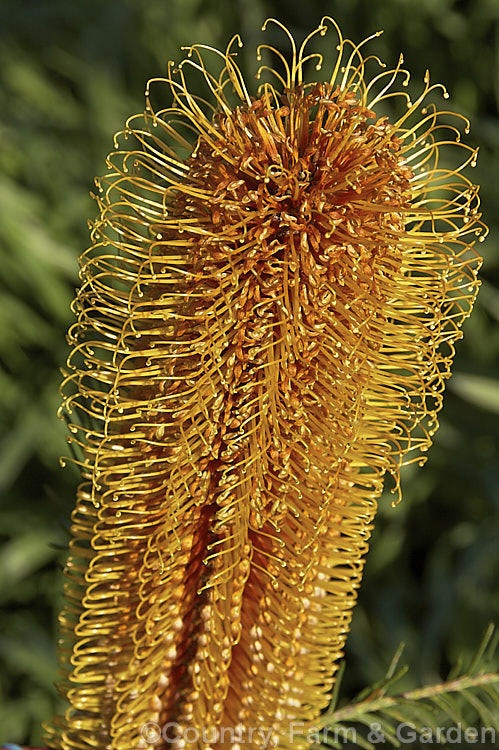 The top of the flowerhead of the Heath-leafed. Banksia (<i>Banksia ericifolia</i>), showing how the flowers open from the top down. One of the hardiest banksias, this narrow-leafed shrub grows to 5m tall and is found naturally in coastal parts of New South Wales, Australia. The flowerheads are up to 30cm long and open through the cooler months. Order: Proteales, Family: Proteaceae