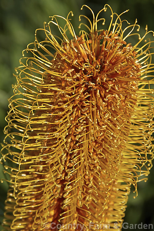 The top of the flowerhead of the Heath-leafed. Banksia (<i>Banksia ericifolia</i>), showing how the flowers open from the top down. One of the hardiest banksias, this narrow-leafed shrub grows to 5m tall and is found naturally in coastal parts of New South Wales, Australia. The flowerheads are up to 30cm long and open through the cooler months. Order: Proteales, Family: Proteaceae