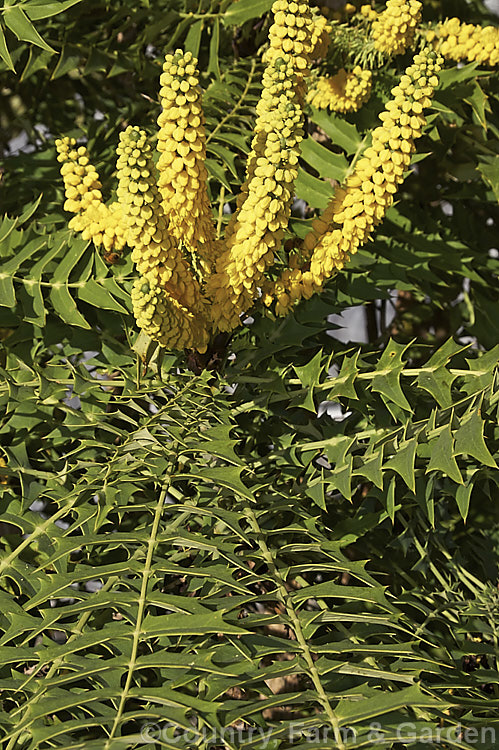 Chinese Holly-Grape (<i>Mahonia lomariifolia</i>), an evergreen, cane-stemmed, clump-forming shrub. The autumn-borne flowers are followed by sprays of small bluish purple grape-like fruit. Order: Ranunculales, Family: Berberidaceae