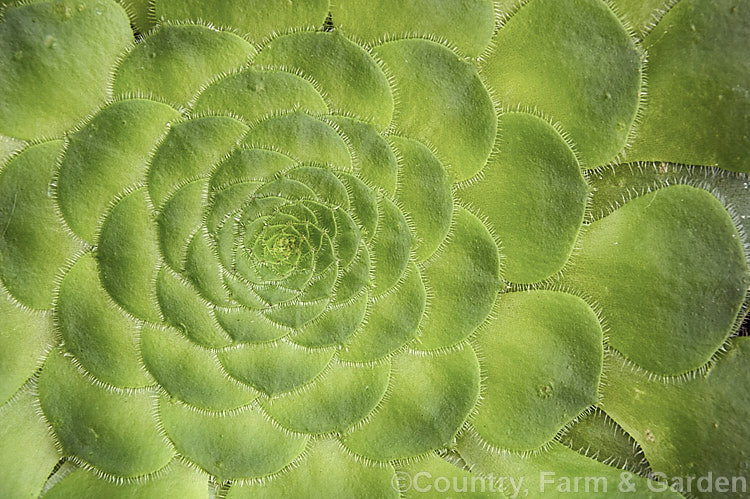 <i>Aeonium tabuliforme</i>, a biennial or short-lived perennial rosette-forming succulent native to Tenerife in the Canary Islands. Its rosettes are very flat, up to 40cm wide with closely overlapping leaves. Heads of small yellow flowers open in spring. Order: Saxifragales, Family: Crassulaceae