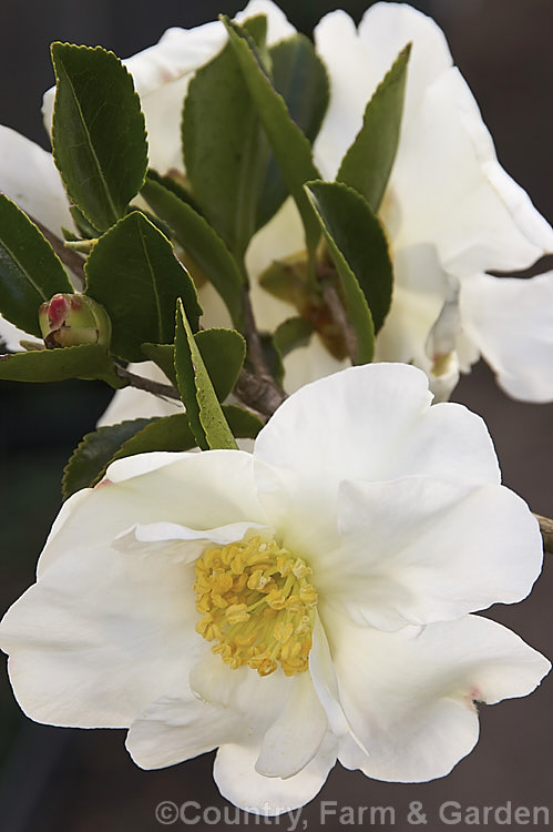 <i>Camellia</i> 'Setsugekka' (syns 'Elegant Friends', 'Fluted White'), a <i>Camellia sasanqua</i> cultivar with relatively large flowers that have wavy petals. The flower may develop a pink blush and should be shaded from hot sun to prevent burning. Order: Ericales, Family: Theaceae