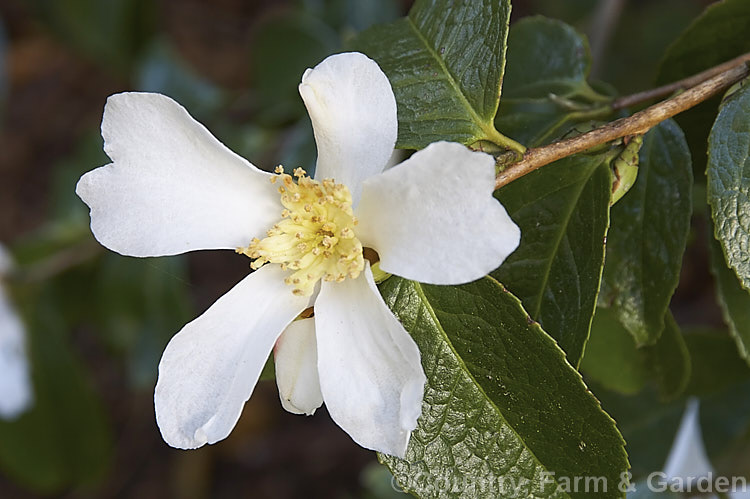 <i>Camellia grijsii</i>, a relatively rare small-flowered, winter-blooming species, found naturally in southern China. It seeds are one of the sources of camellia oil, which is used in medicine and cosmetics. Order: Ericales, Family: Theaceae