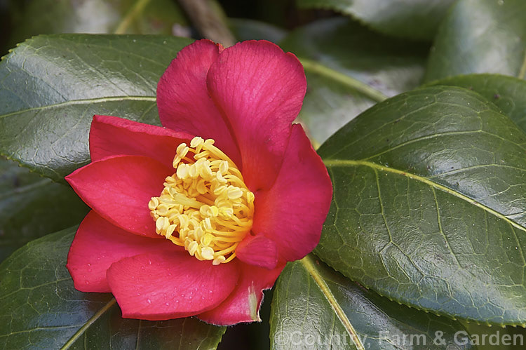 Snow Camellia (<i>Camellia japonica</i> subsp. <i>rusticana</i> [syn. <i>Camellia rusticana</i>]), an early-flowering, low-growing and spreading Japanese subspecies of an evergreen shrub or small tree found in Japan, Korea and nearby parts of China. Order: Ericales, Family: Theaceae