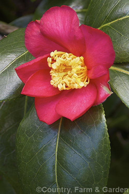 Snow Camellia (<i>Camellia japonica</i> subsp. <i>rusticana</i> [syn. <i>Camellia rusticana</i>]), an early-flowering, low-growing and spreading Japanese subspecies of an evergreen shrub or small tree found in Japan, Korea and nearby parts of China. Order: Ericales, Family: Theaceae