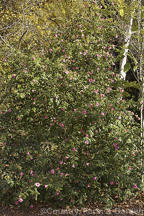 <i>Camellia saluenensis</i>, a species from western China that has been extensively used in hybridising. It develops into a large shrub or small tree up to 5m tall and flowers from late autumn. Order: Ericales, Family: Theaceae