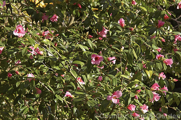 <i>Camellia saluenensis</i>, a species from western China that has been extensively used in hybridising. It develops into a large shrub or small tree up to 5m tall and flowers from late autumn. Order: Ericales, Family: Theaceae