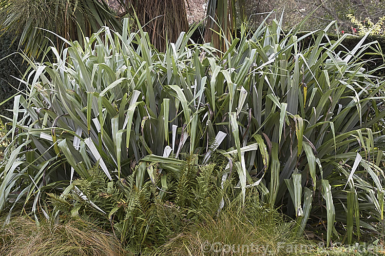 Astelia chathamica, a silvery, spear-leafed, evergreen, 15m tall perennial native to the Chatham Islands near New Zealand It is often sold under the cultivar name 'Silver Spear', a supposed cultivar that appears to differ little, if at all, from the species. astelia-2377htm'>Astelia. <a href='asteliaceae-plant-family-photoshtml'>Asteliaceae</a>.