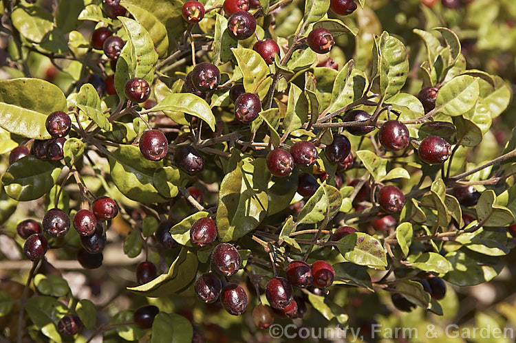 Rama. Rama (<i>Lophomyrtus bullata</i>), an evergreen shrub or small tree up to 5m tall Found throughout the North Island of New Zealand and in the north of the South Island, it has heavily puckered (bullate</i>) leaves and small creamy white flowers in summer that are followed by fruits that mature to a black-red shade. lophomyrtus-2204htm'>Lophomyrtus. .