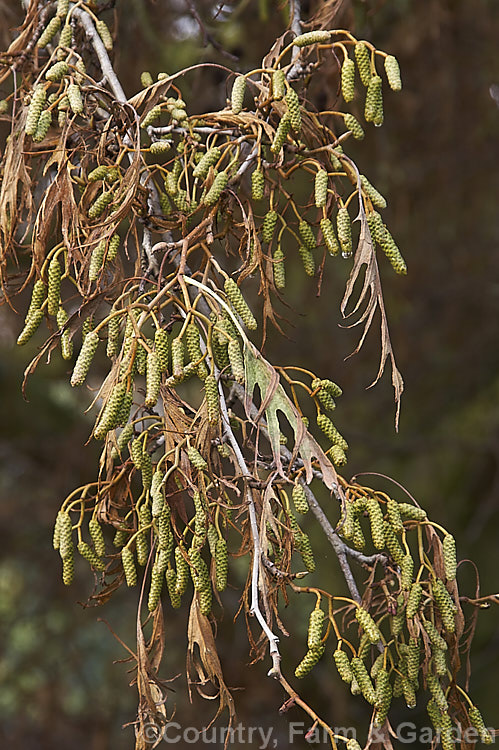 Developing catkins of the Cut-leaf. Common Alder (<i>Alnus glutinosa 'Laciniata'), a foliage cultivar of the common Eurasian and North African tree. The catkins develop from late autumn and open in late winter. alnus-2121htm'>Alnus. <a href='betulaceae-plant-family-photoshtml'>Betulaceae</a>.