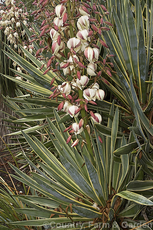 Variegated Spanish Dagger, Roman Candle or Palm. Lily (<i>Yucca gloriosa 'Variegata'), a cream-edged variegated cultivar of a 25m high shrubby perennial native to the southeast USA