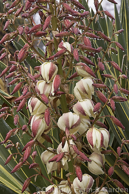 Flowerhead of the Variegated Spanish Dagger, Roman Candle or Palm. Lily (<i>Yucca gloriosa 'Variegata'), a cream-edged variegated cultivar of a 25m high shrubby perennial native to the southeast USA