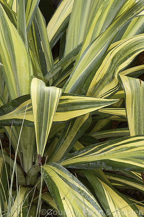 The foliage of Beschorneria yuccoides 'Variegata', a boldly variegated cultivar of a semi-succulent yucca-like perennial from Mexico. It is smaller than the typically blue-green foliage form and does not flower as readily. The long red-stemmed flowerheads open from spring and have pinkish-red bracts that partially conceal tubular, green flowers. beschorneria-2412htm'>Beschorneria.