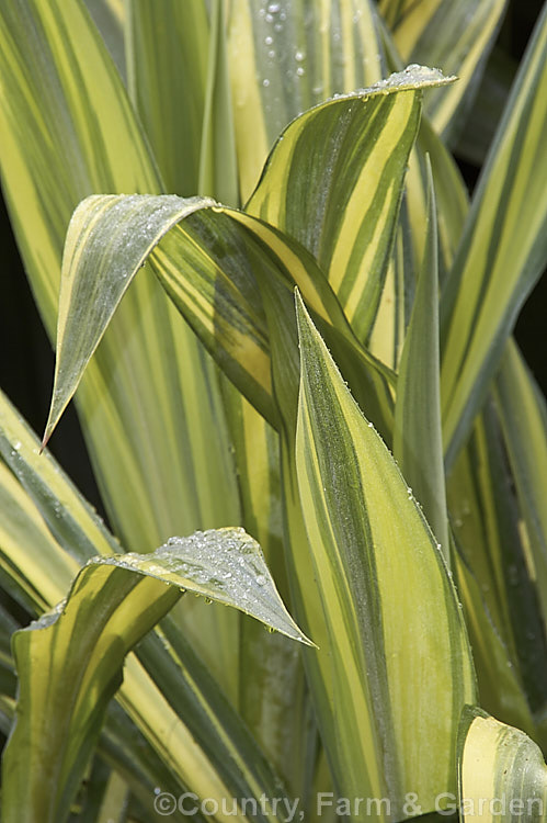 The foliage of Beschorneria yuccoides 'Variegata', a boldly variegated cultivar of a semi-succulent yucca-like perennial from Mexico. It is smaller than the typically blue-green foliage form and does not flower as readily. The long red-stemmed flowerheads open from spring and have pinkish-red bracts that partially conceal tubular, green flowers. beschorneria-2412htm'>Beschorneria.