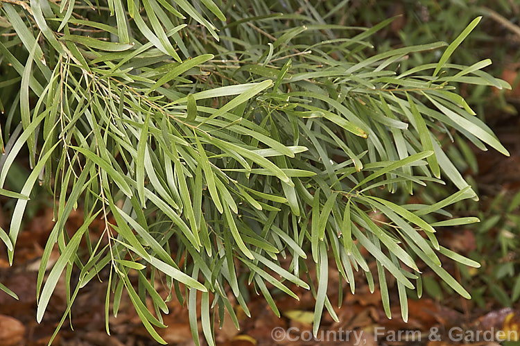 The foliage of Maiden's Wattle (<i>Acacia maidenii</i>), an evergreen 5-20m tall tree native to the east coast of Australia. It produces spikes of cream to pale yellow flowers from midsummer until early winter. Order: Fabales, Family: Fabaceae