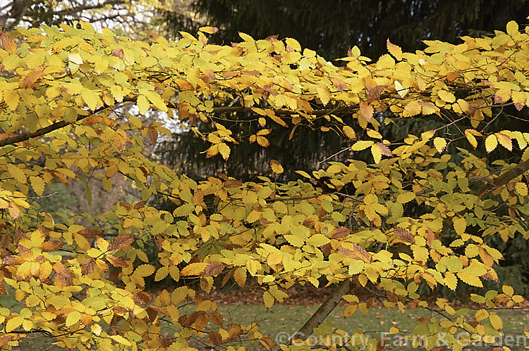 The late autumn foliage of the Caucasian Elm (<i>Zelkova carpinifolia</i>), a deciduous 35m tall tree native to the Caucasus It is often multi-trunked and can grow as a large shrub. Order: Rosales, Family: Ulmaceae