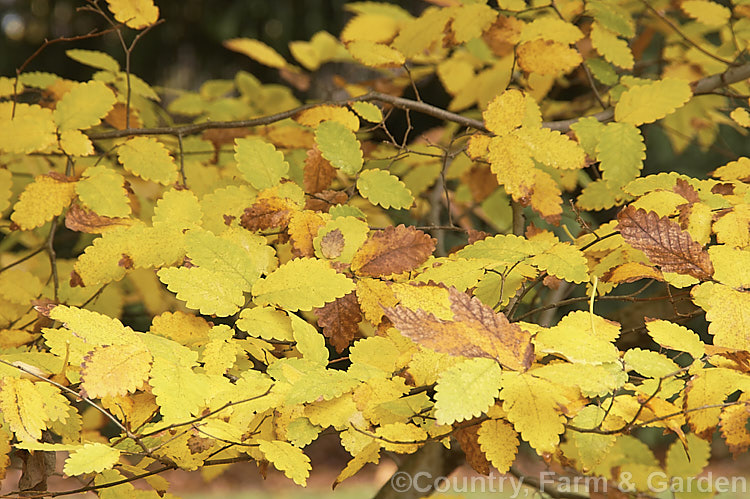 The late autumn foliage of the Caucasian Elm (<i>Zelkova carpinifolia</i>), a deciduous 35m tall tree native to the Caucasus It is often multi-trunked and can grow as a large shrub. Order: Rosales, Family: Ulmaceae