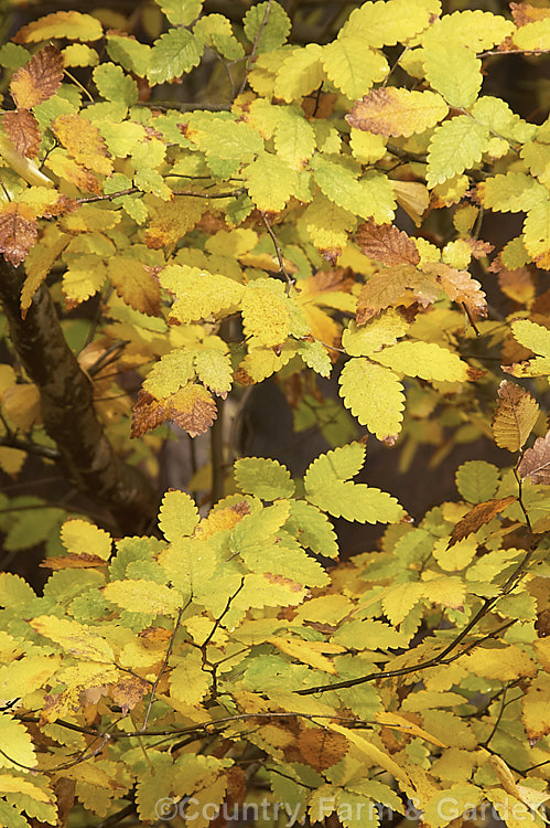 The late autumn foliage of the Caucasian Elm (<i>Zelkova carpinifolia</i>), a deciduous 35m tall tree native to the Caucasus It is often multi-trunked and can grow as a large shrub. Order: Rosales, Family: Ulmaceae