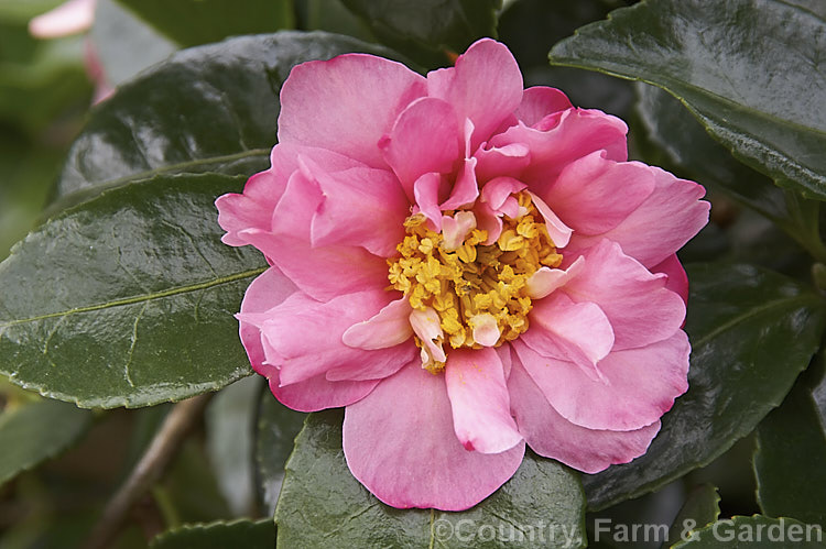 <i>Camellia</i> 'Showa No Sakae' (syn. Usubeni</i>), a winter-flowering <i>Camellia hiemalis</i> cultivar that is often sold as a <i>Camellia sasanqua</i> cultivar. Although often shrubby, some forms show a more horizontal or tiered growth habit. Order: Ericales, Family: Theaceae