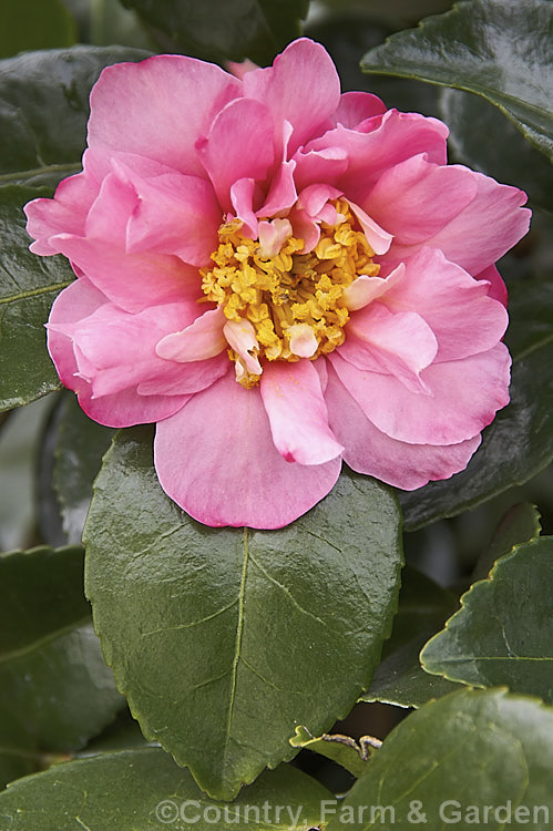 <i>Camellia</i> 'Showa No Sakae' (syn. Usubeni</i>), a winter-flowering <i>Camellia hiemalis</i> cultivar that is often sold as a <i>Camellia sasanqua</i> cultivar. Although often shrubby, some forms show a more horizontal or tiered growth habit. Order: Ericales, Family: Theaceae