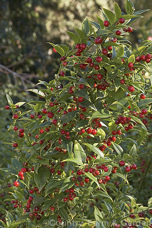 Sweet Box (<i>Sarcococca ruscifolia</i>), a spreading, suckering evergreen shrub native to western China and Tibet. The small white flowers open from midwinter; they are sweetly scented and followed by long-lasting red drupes. It is valued as a garden plant for its ability to tolerate dry shade. sarcococca-2486htm'>Sarcococca. <a href='buxaceae-plant-family-photoshtml'>Buxaceae</a>.