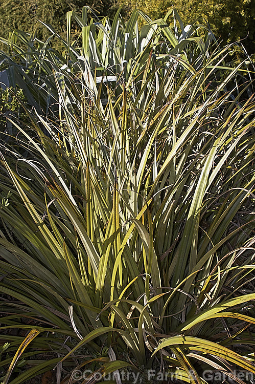 Common Astelia (<i>Astelia nervosa</i>) with Astelia chathamica in the background. Found naturally over most of New Zealand, the Common Astelia can be found from near sea-level to around 1500m altitude. There are separate male and female plants. astelia-2377htm'>Astelia. <a href='asteliaceae-plant-family-photoshtml'>Asteliaceae</a>.