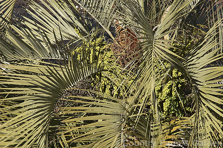 Fronds and fruit of the Yatay, Wine. Palm or Jelly Palm (<i>Butia capitata</i>), a 5-6m tall feather palm from Brazil, Uruguay and Argentina. Its arching blue-grey fronds are a distinctive feature.