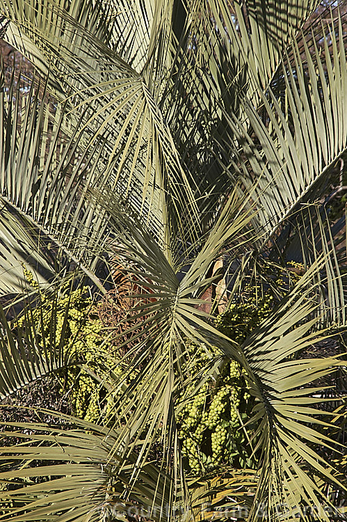 Fronds and fruit of the Yatay, Wine. Palm or Jelly Palm (<i>Butia capitata</i>), a 5-6m tall feather palm from Brazil, Uruguay and Argentina. Its arching blue-grey fronds are a distinctive feature.