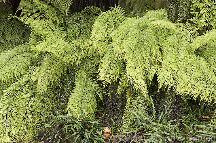 Hen and Chickens. Fern (<i>Asplenium bulbiferum</i>), an evergreen fern native to Australia and New Zealand So-named for the small plantlets that form along the edge of the fronds, as can be seen in this image. asplenium-2279htm'>Asplenium. <a href='aspleniaceae-plant-family-photoshtml'>Aspleniaceae</a>.