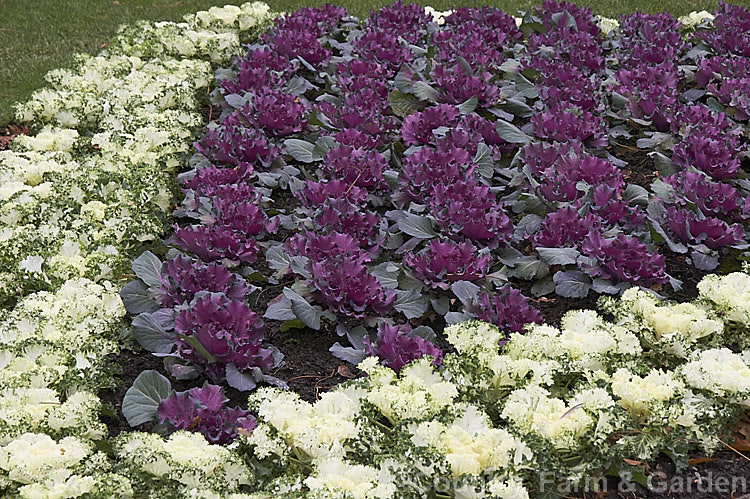 Ornamental Kale (<i>Brassica oleracea - Acephala Group</i>), a fancy form of garden kale that is grown for its coloured foliage and often treated as a hardy winter bedding plant. Order: Brassicales, Family: Brassicaceae