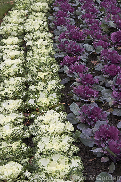 Ornamental Kale (<i>Brassica oleracea - Acephala Group</i>), a fancy form of garden kale that is grown for its coloured foliage and often treated as a hardy winter bedding plant. Order: Brassicales, Family: Brassicaceae