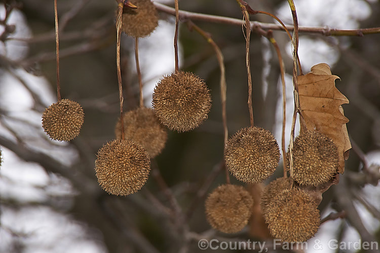 The seedheads or achene of London Plane (<i>Platanus x acerifolia</i>), a deciduous tree up to 50m tall It is a hybrid between the American. Platanus occidentalis and Platanus orientalis of Europe and Asia and is renowned as a city street tree that can withstand severe atmospheric pollution and growing in confined paved areas. platanus-2742htm'>Platanus. <a href='platanaceae-plant-family-photoshtml'>Platanaceae</a>.