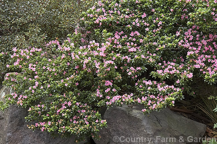 Rhododendron (evergreen azalea) 'Kirin' photo at Pictures of Plants ...