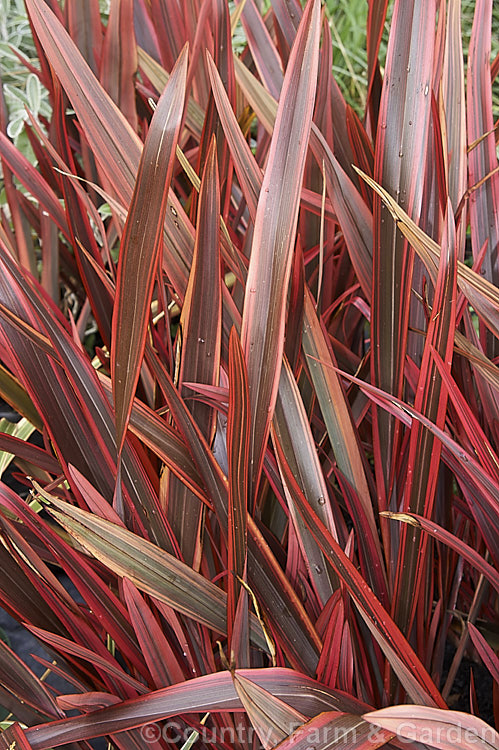 Phormium Firebird photo at Pictures of Plants stock image library