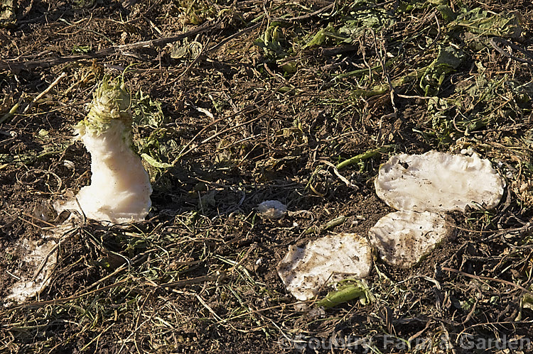 Fodder Turnip (<i>Brassica rapa</i>), a turnip usually grown as a winter feed for livestock, which eat both the foliage and the swollen beet-like roots. Order: Brassicales, Family: Brassicaceae