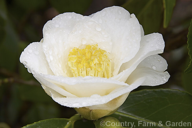 <i>Camellia</i> 'Coronation', a California-raised <i>Camellia japonica</i> cultivar introduced in 1954. It is one of the first japonicas to come into bloom and flowers over a long season. Order: Ericales, Family: Theaceae