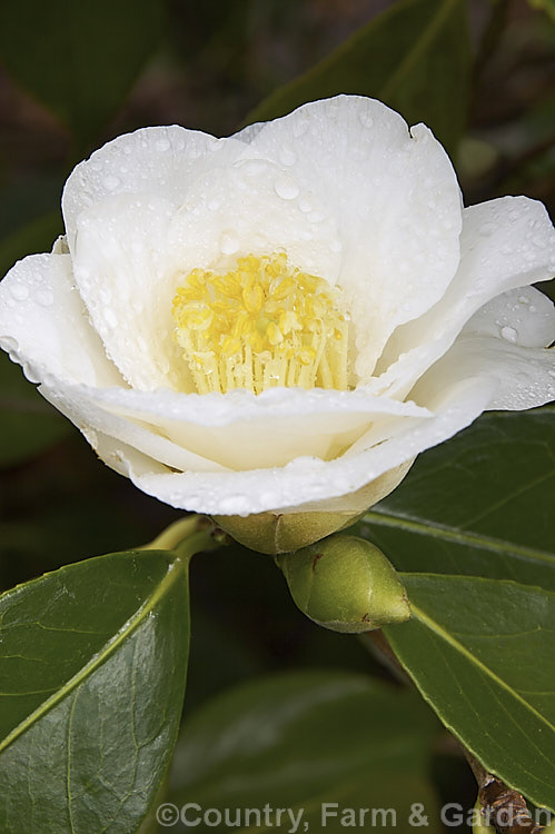 <i>Camellia</i> 'Coronation', a California-raised <i>Camellia japonica</i> cultivar introduced in 1954. It is one of the first japonicas to come into bloom and flowers over a long season. Order: Ericales, Family: Theaceae
