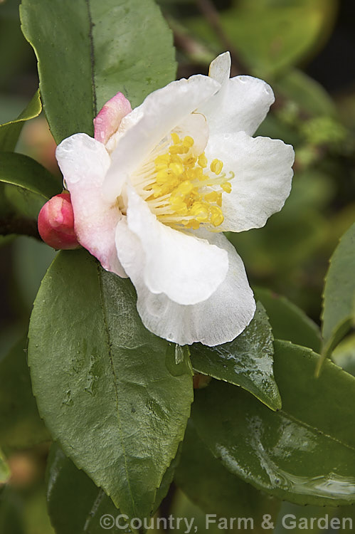 <i>Camellia</i> 'Snowdrop' (syn 'Snow Drop'), a very early and free-flowering miniature <i>Camellia pitardii</i> x <i>Camellia fraterna</i> hybrid raised by Edgar Sebire of Australia. The bush eventually grows to around 2m high and wide. Order: Ericales, Family: Theaceae