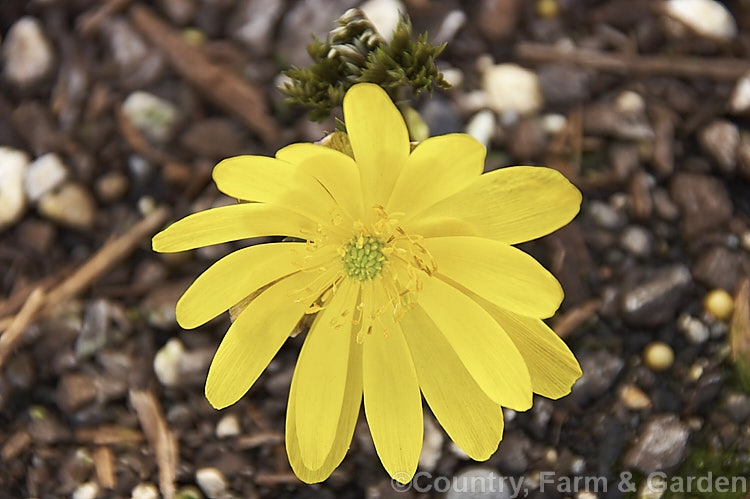 <i>Adonis amurensis</i>, a small, hardy, winter- to early spring-flowering perennial native to northeastern China, Japan and Korea. A relative of the buttercups, its first flowers usually open before the foliage is fully developed, as shown here. Order: Ranunculales, Family: Ranunculaceae