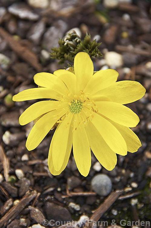 <i>Adonis amurensis</i>, a small, hardy, winter- to early spring-flowering perennial native to northeastern China, Japan and Korea. A relative of the buttercups, its first flowers usually open before the foliage is fully developed, as shown here. Order: Ranunculales, Family: Ranunculaceae