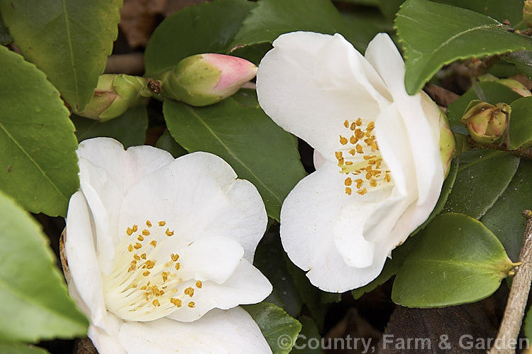 <i>Camellia</i> 'Quintessence', a New Zealand-raised <i>Camellia lutchuensis</i> hybrid introduced in 1985. It is a compact plant with a spreading habit and mildly scented flowers. Order: Ericales, Family: Theaceae