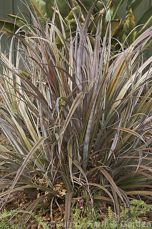 Astelia fragrans 'Red Devil', a silver and reddish-bronze-leaved cultivar of a clumping, evergreen perennial found through most of the damper areas of New Zealand from sea level to 900m. The species was once considered a form of Astelia nervosa. astelia-2377htm'>Astelia. <a href='asteliaceae-plant-family-photoshtml'>Asteliaceae</a>.