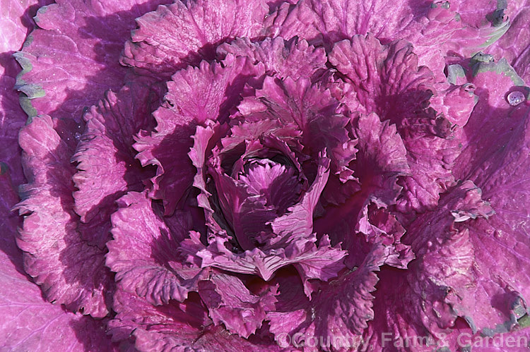 Ornamental Kale (<i>Brassica oleracea - Acephala Group</i>), a fancy form of garden kale that is grown for its coloured foliage and often treated as a hardy winter bedding plant. Order: Brassicales, Family: Brassicaceae